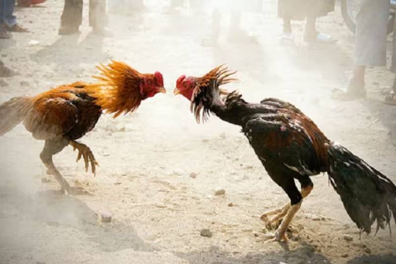 Thuc an phu hop cho ga da chuan bi vo keo